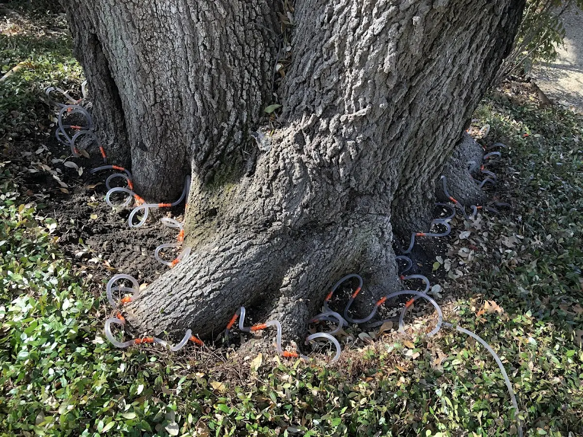 Detailed Tree Cabling and Bracing job site in Hampton Bays