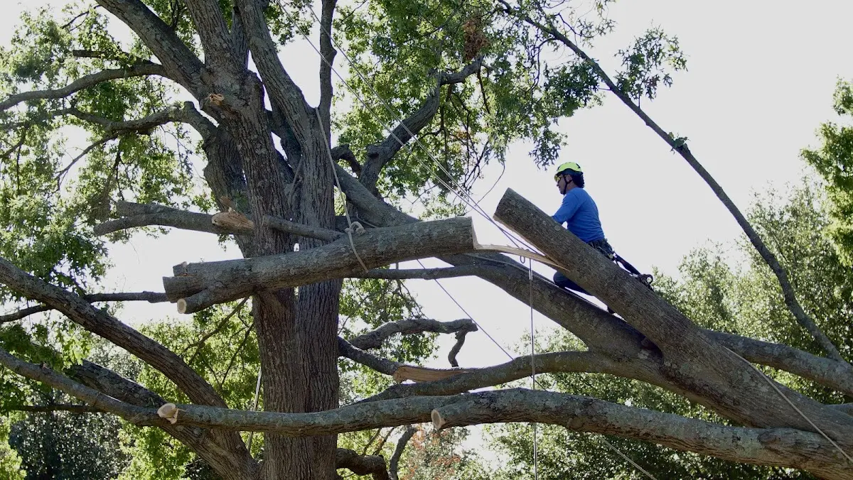 Professional Crown Thinning performed by certified arborists in Hampton Bays
